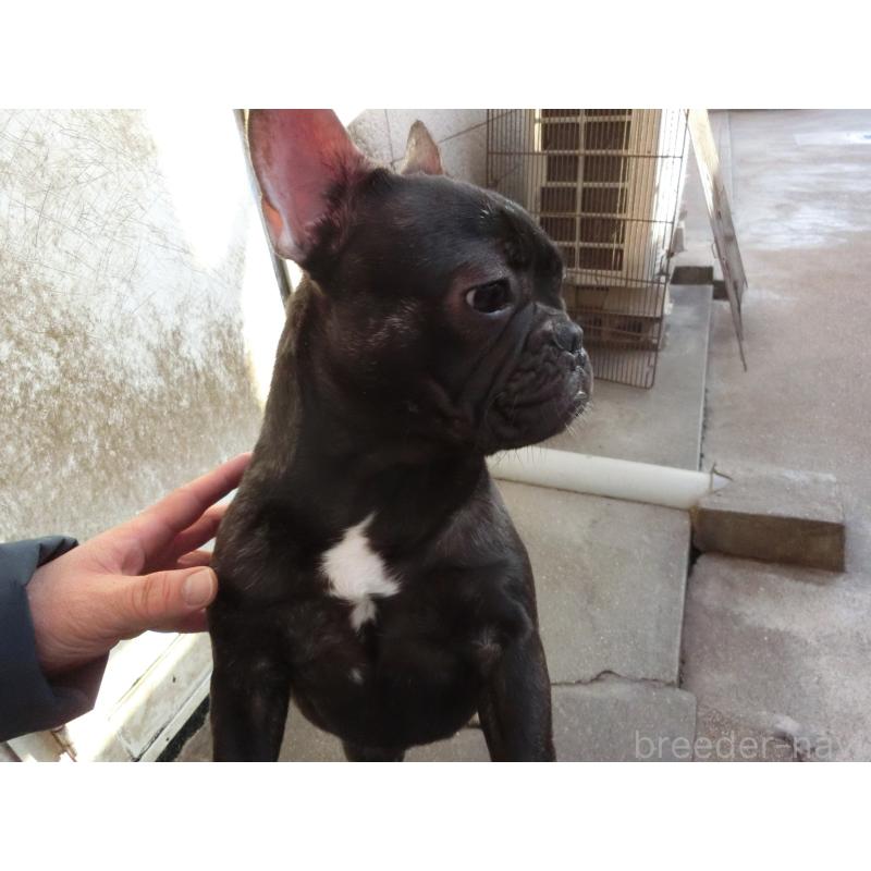 販売中の兵庫県のフレンチブルドッグ-398917の6枚目