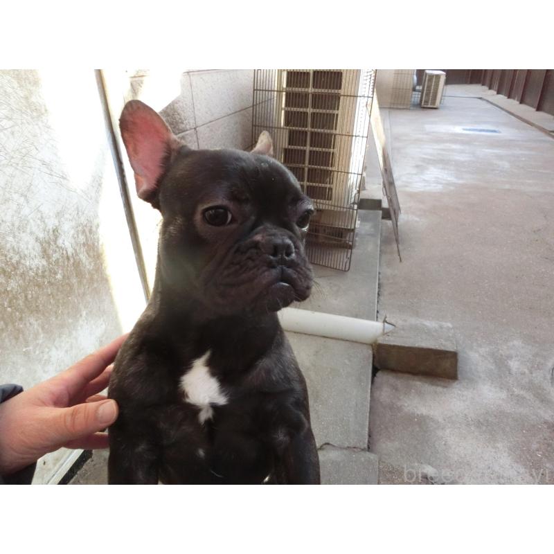 販売中の兵庫県のフレンチブルドッグ-398917の5枚目