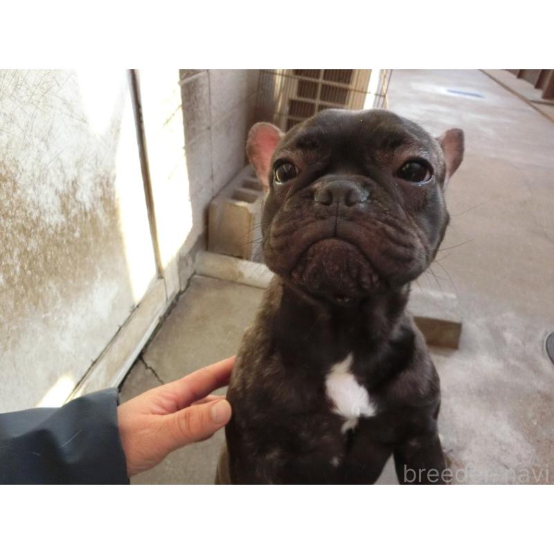 販売中の兵庫県のフレンチブルドッグ-398917の4枚目