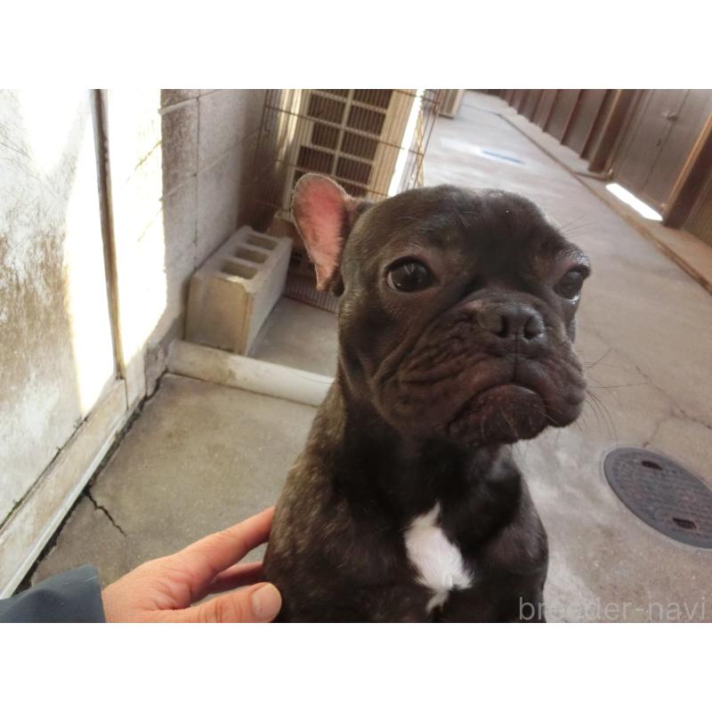 販売中の兵庫県のフレンチブルドッグ-398917の3枚目