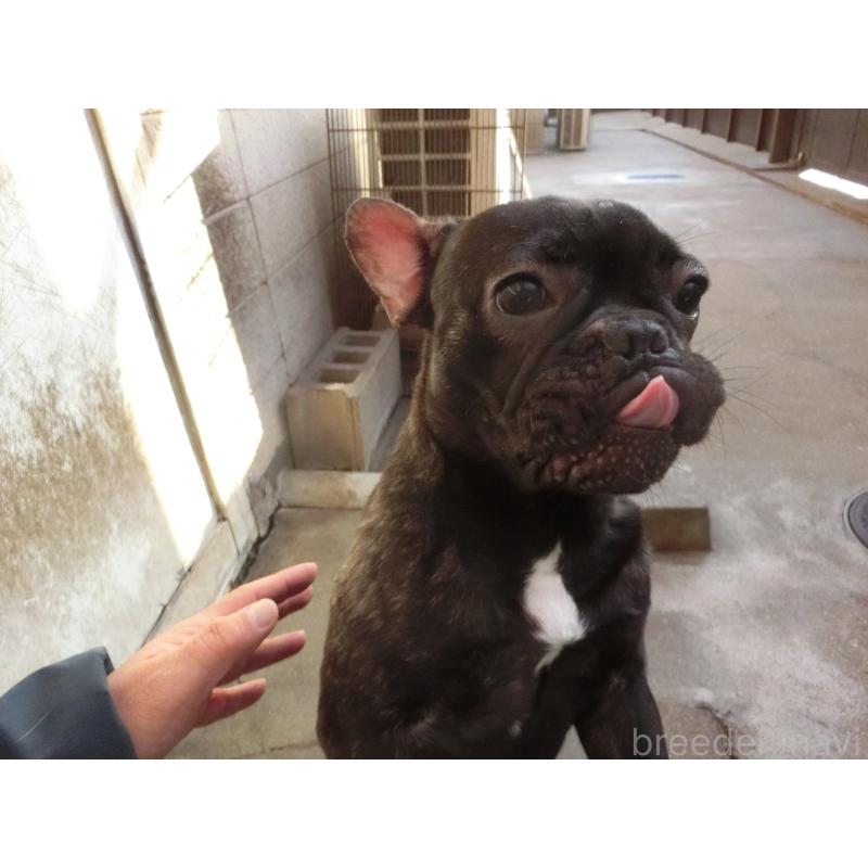 販売中の兵庫県のフレンチブルドッグ-398917の2枚目