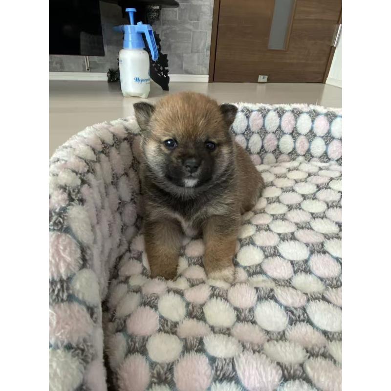 販売中の茨城県の豆柴-447749の5枚目