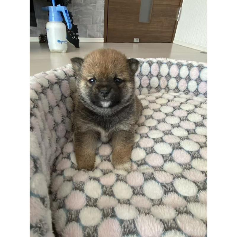 販売中の茨城県の豆柴-447749の2枚目