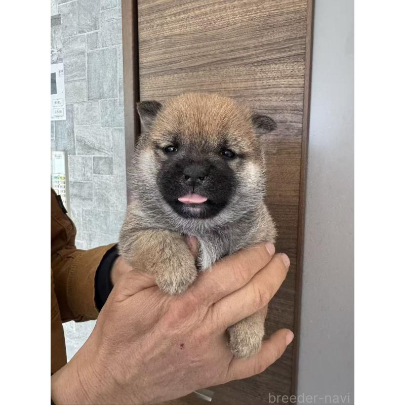 販売中の茨城県の豆柴-447750の5枚目