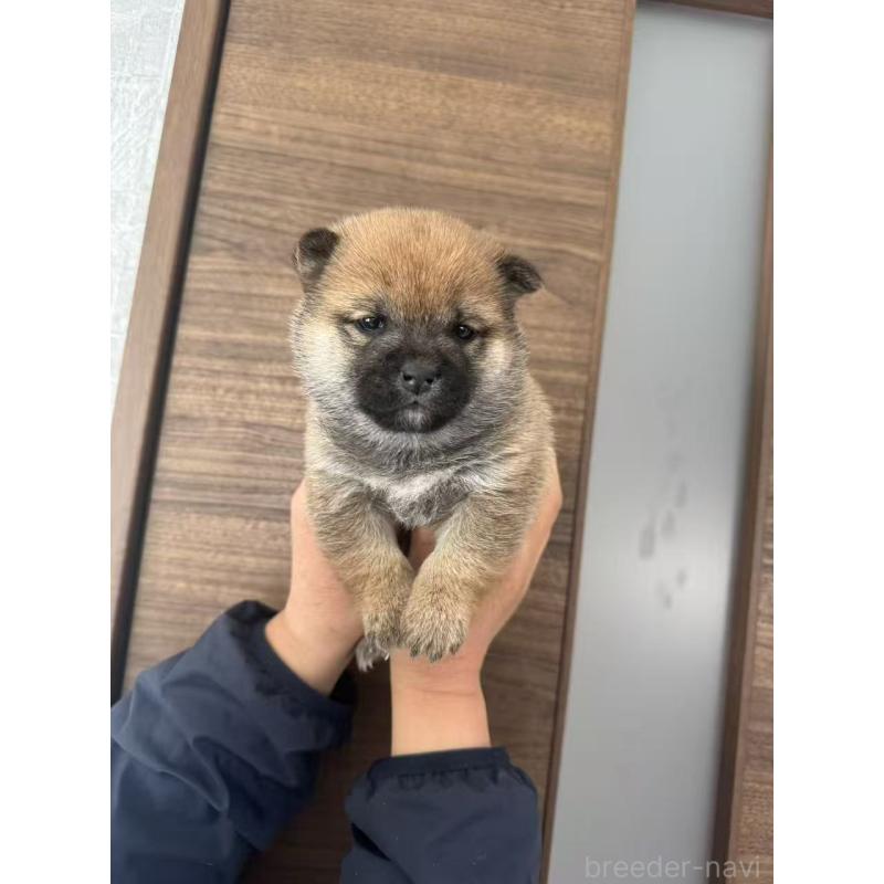 販売中の茨城県の豆柴-447750の4枚目