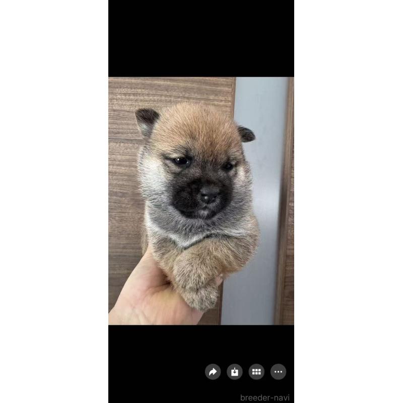 販売中の茨城県の豆柴-447750の2枚目