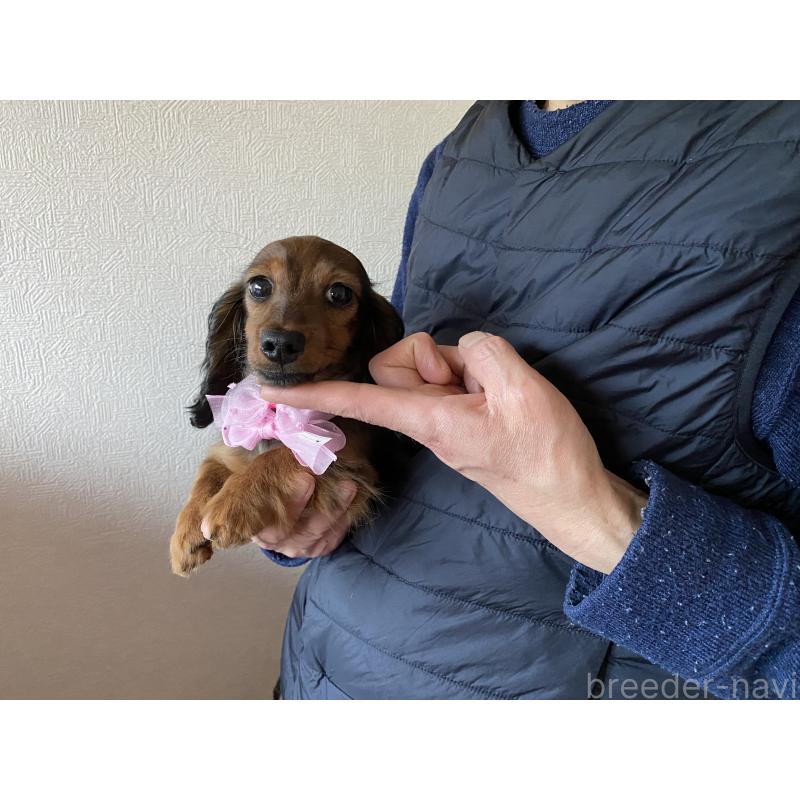 販売中の千葉県のカニンヘンダックスフンド(ロングヘアード)-430959の2枚目