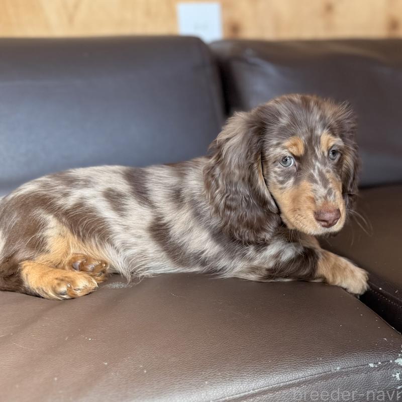 販売中の埼玉県のミニチュアダックスフンド(ロングヘアード)-440911の5枚目