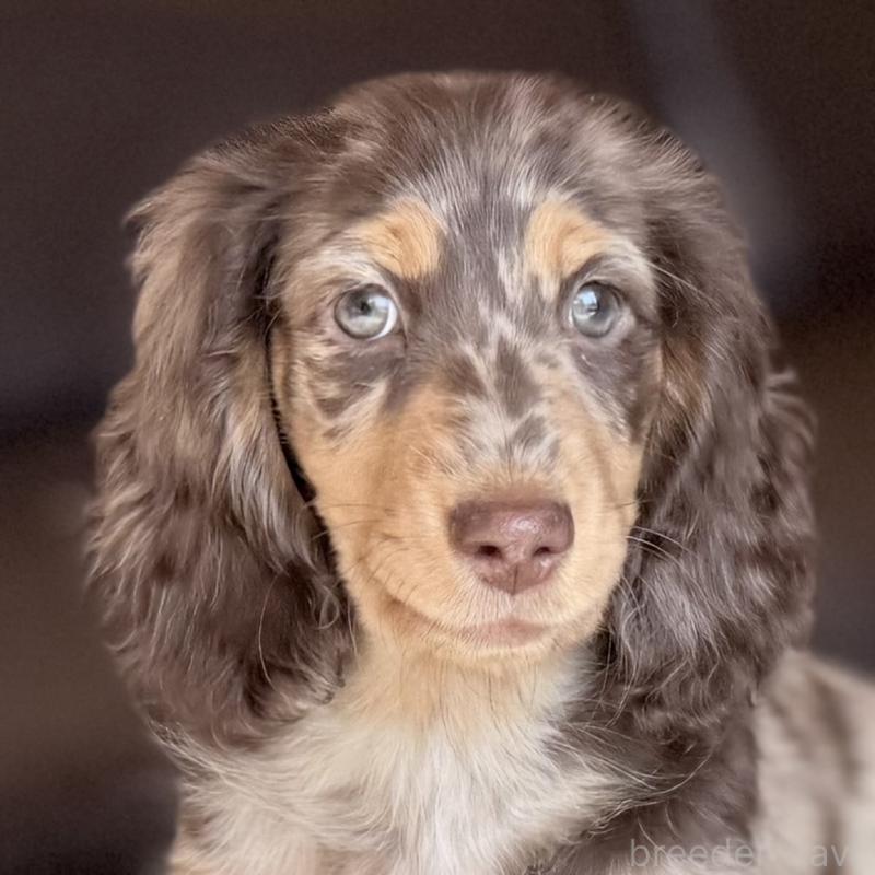 販売中の埼玉県のミニチュアダックスフンド(ロングヘアード)-440911の4枚目