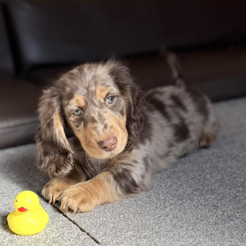 販売中の埼玉県のミニチュアダックスフンド(ロングヘアード)-440911の3枚目