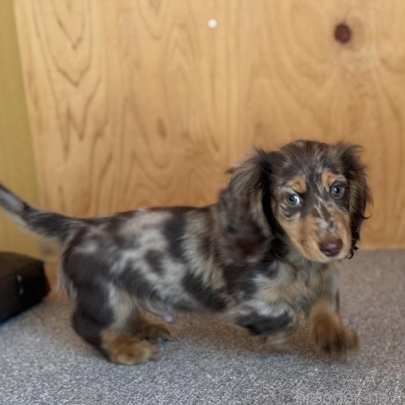 販売中の埼玉県のミニチュアダックスフンド(ロングヘアード)-440911の2枚目