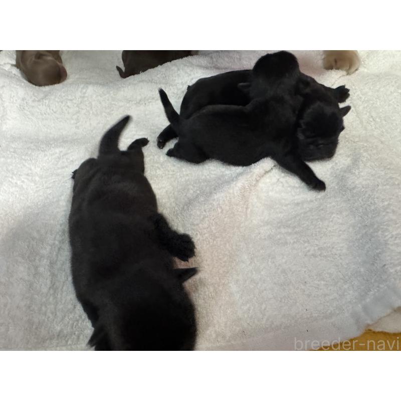 販売中の岐阜県のパグ-447887の5枚目