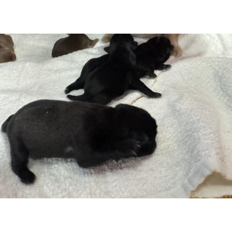 販売中の岐阜県のパグ-447887の4枚目