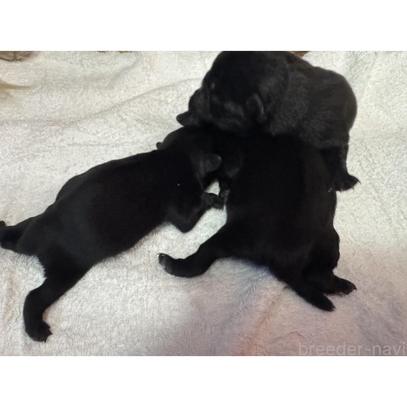 販売中の岐阜県のパグ-447887の3枚目