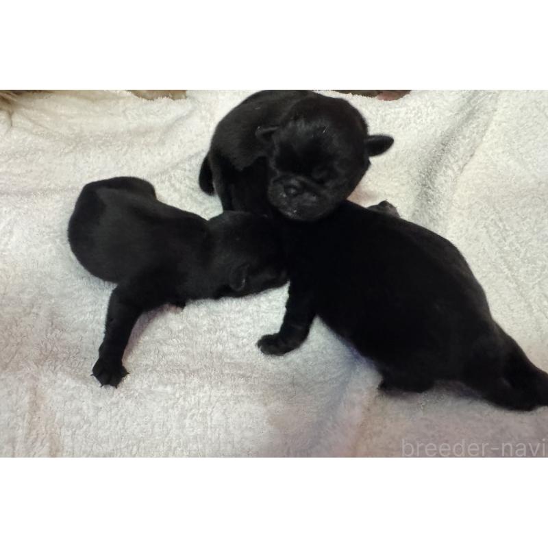 販売中の岐阜県のパグ-447888の5枚目