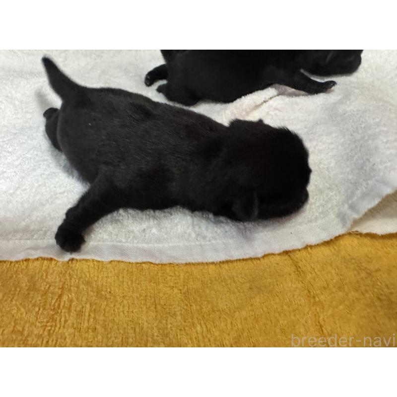 販売中の岐阜県のパグ-447888の4枚目