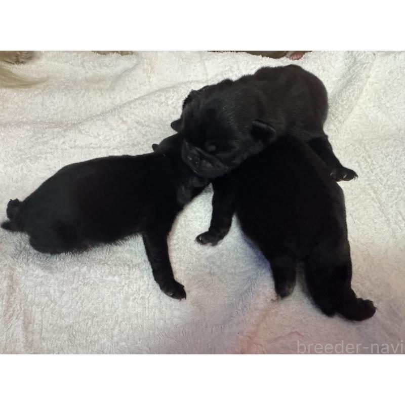 販売中の岐阜県のパグ-447888の3枚目