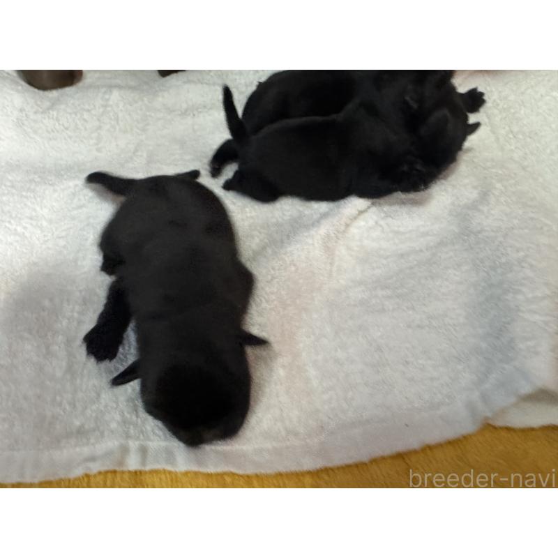 販売中の岐阜県のパグ-447888の2枚目