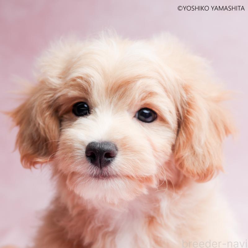 販売中の東京都のチワプー:チワワ×トイプードル-447392