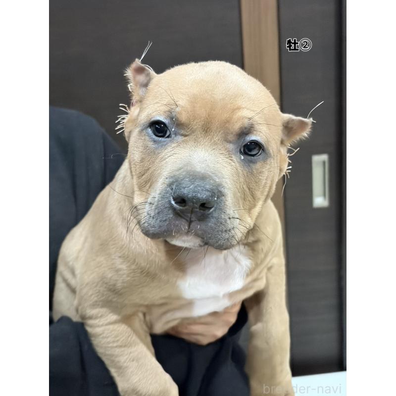 販売中の福岡県のアメリカンブリー-439536