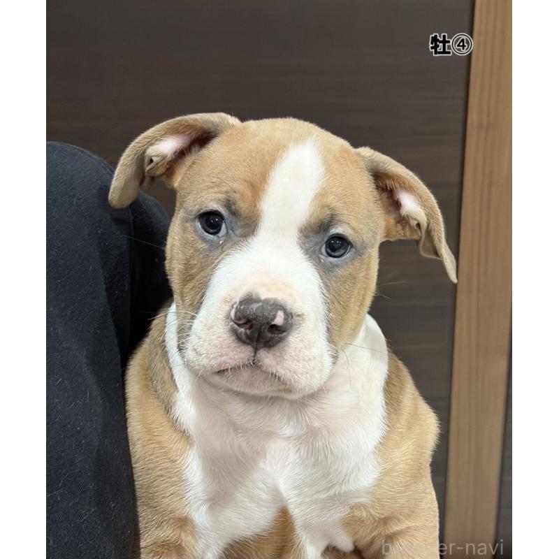 販売中の福岡県のアメリカンブリー-439538