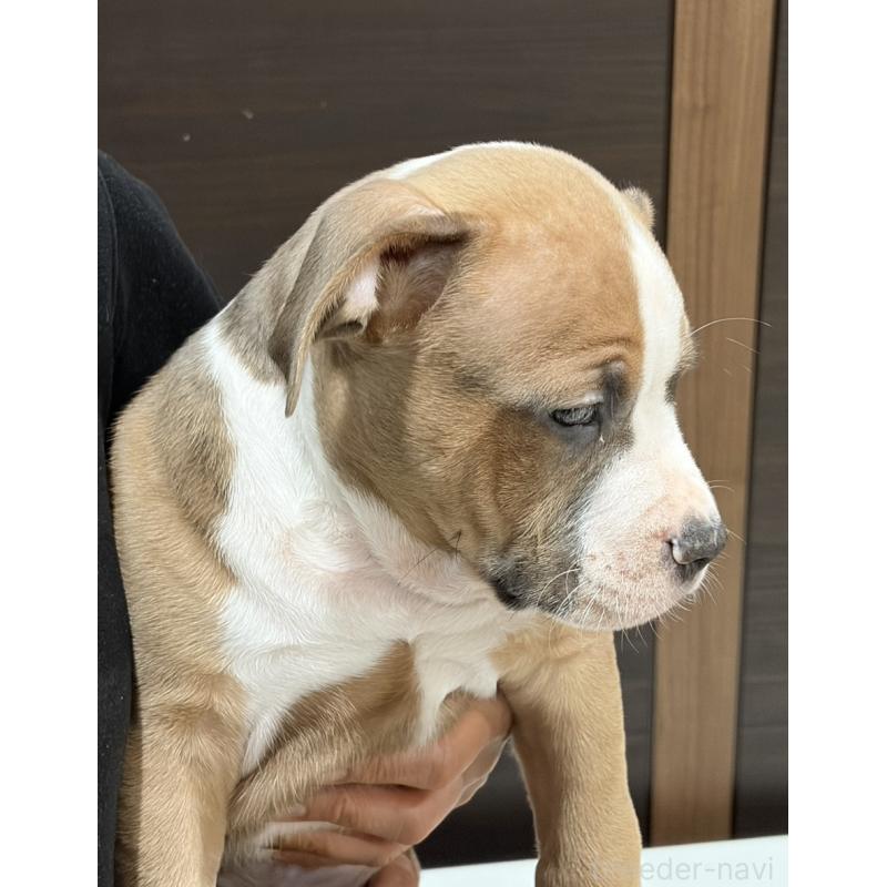 販売中の福岡県のアメリカンブリー-439538の2枚目