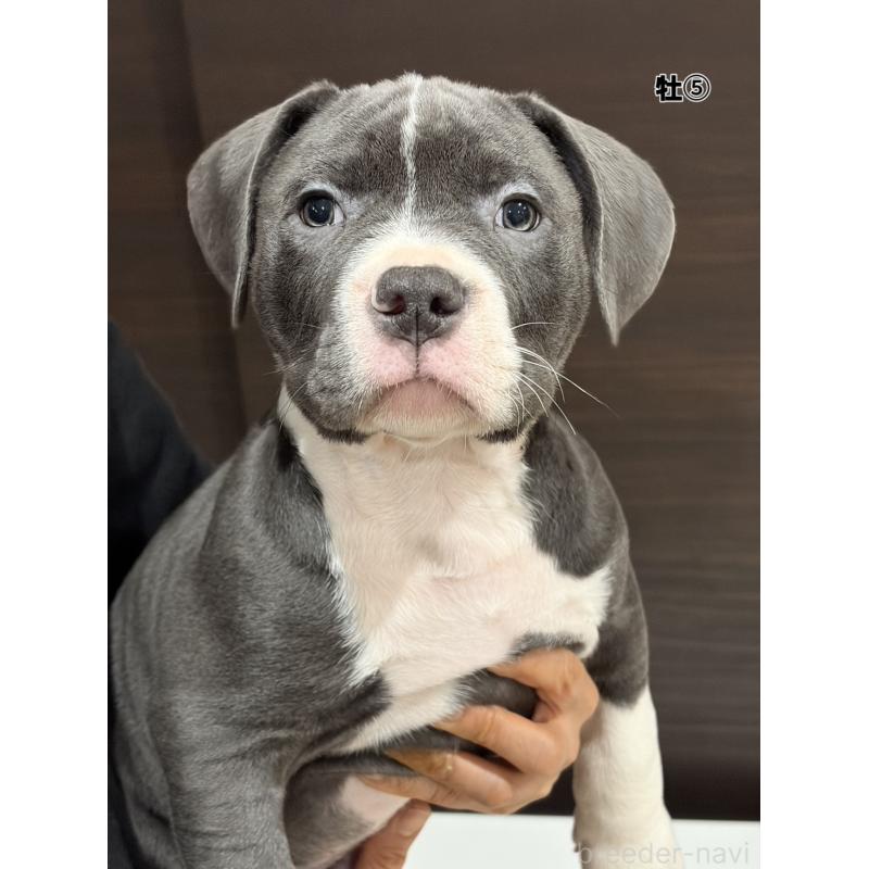 販売中の福岡県のアメリカンブリー-439539