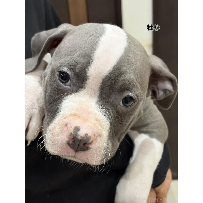 販売中の福岡県のアメリカンブリー-439540