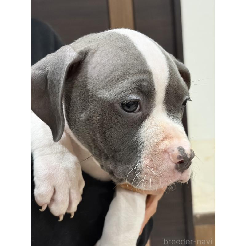 販売中の福岡県のアメリカンブリー-439540の2枚目