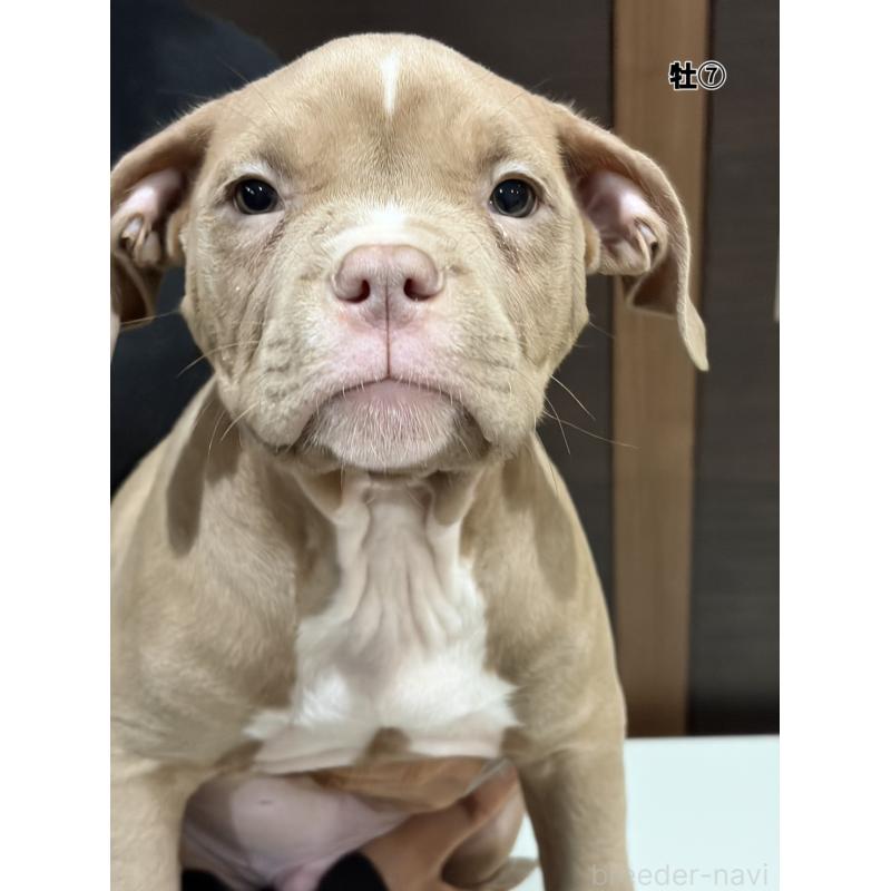 販売中の福岡県のアメリカンブリー-439541