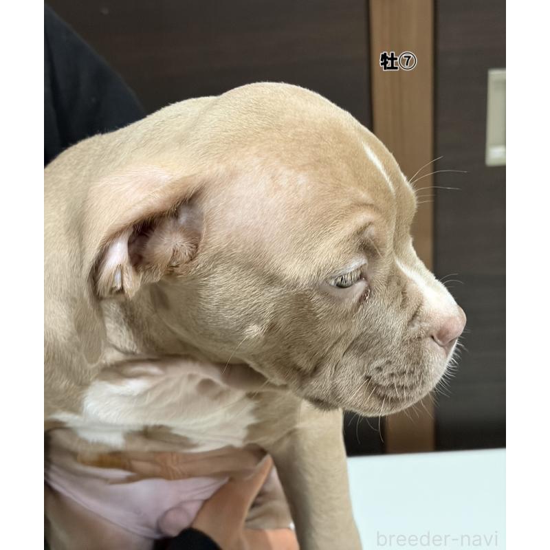 販売中の福岡県のアメリカンブリー-439541の2枚目