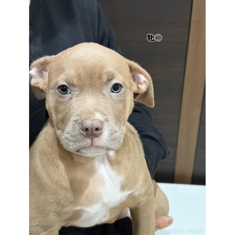 販売中の福岡県のアメリカンブリー-439542