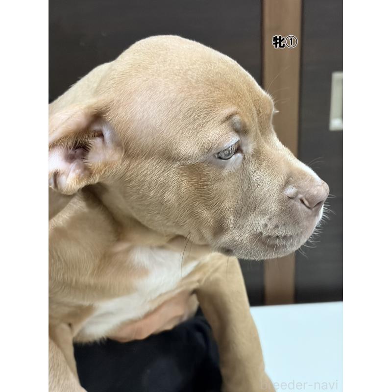 販売中の福岡県のアメリカンブリー-439542の2枚目