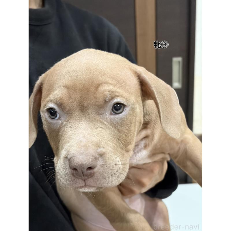 販売中の福岡県のアメリカンブリー-439545