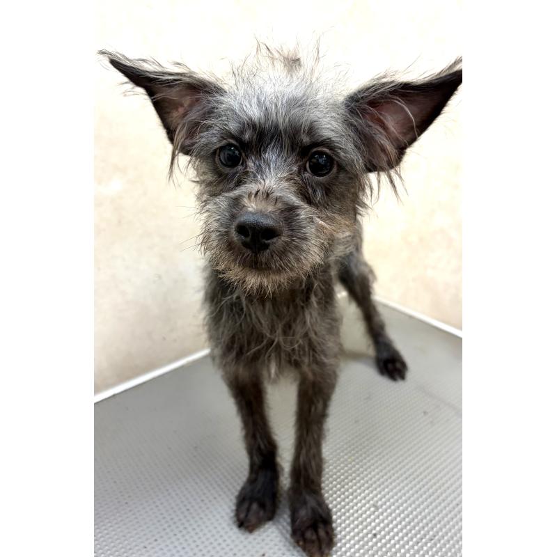 販売中の沖縄県のミックス犬-447894の7枚目