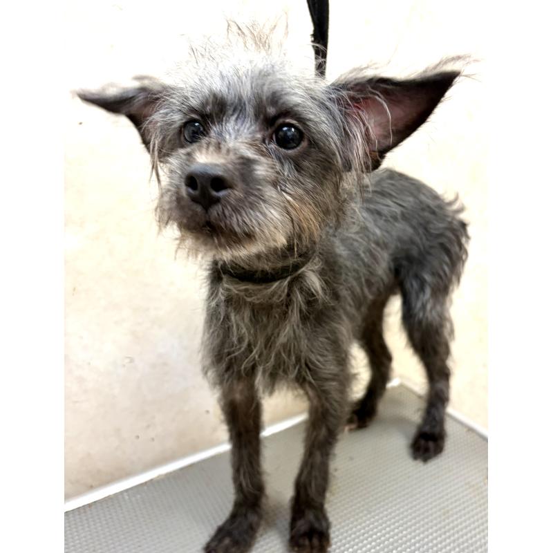 販売中の沖縄県のミックス犬-447894の6枚目