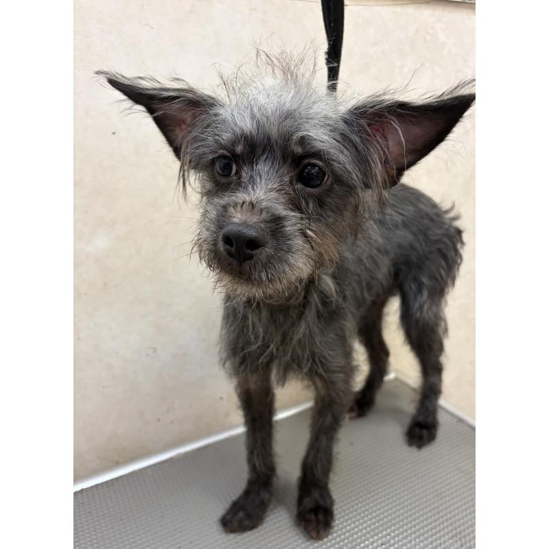 販売中の沖縄県のミックス犬-447894の5枚目