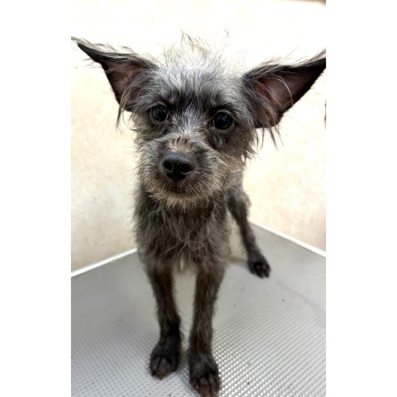 販売中の沖縄県のミックス犬-447894の4枚目