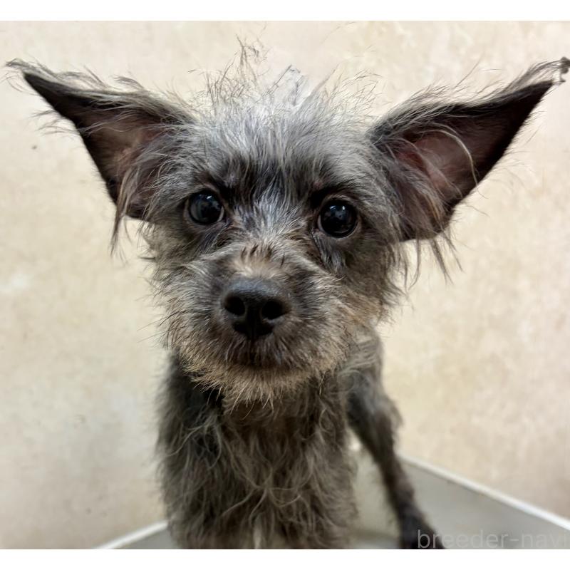 販売中の沖縄県のミックス犬-447894