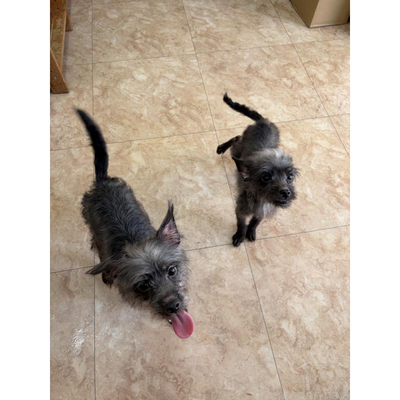 販売中の沖縄県のミックス犬-447894の3枚目