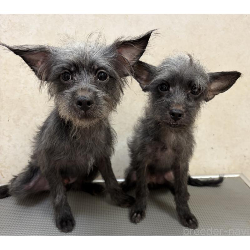 販売中の沖縄県のミックス犬-447894の2枚目