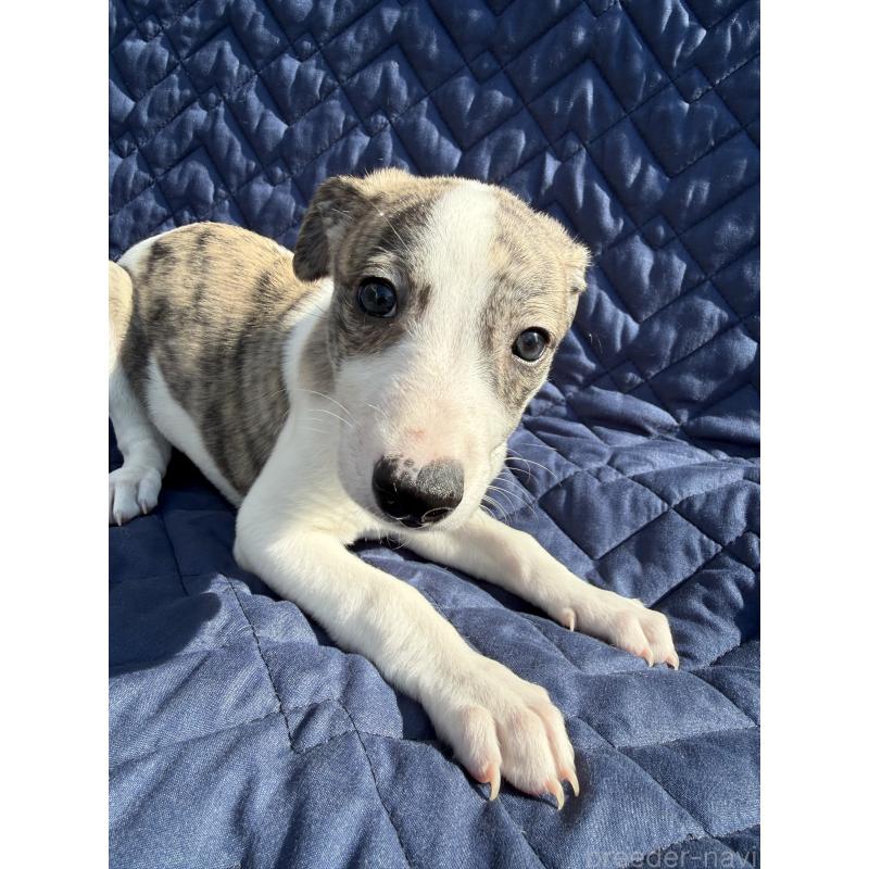 販売中の兵庫県のウィペット-447895の5枚目