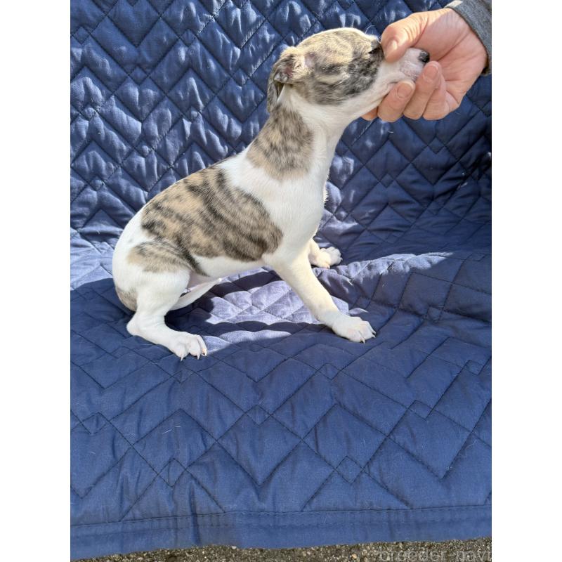 販売中の兵庫県のウィペット-447895の3枚目