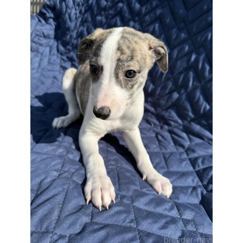 販売中の兵庫県のウィペット-447895の2枚目