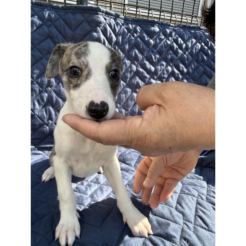 販売中の兵庫県のウィペット-447896の5枚目