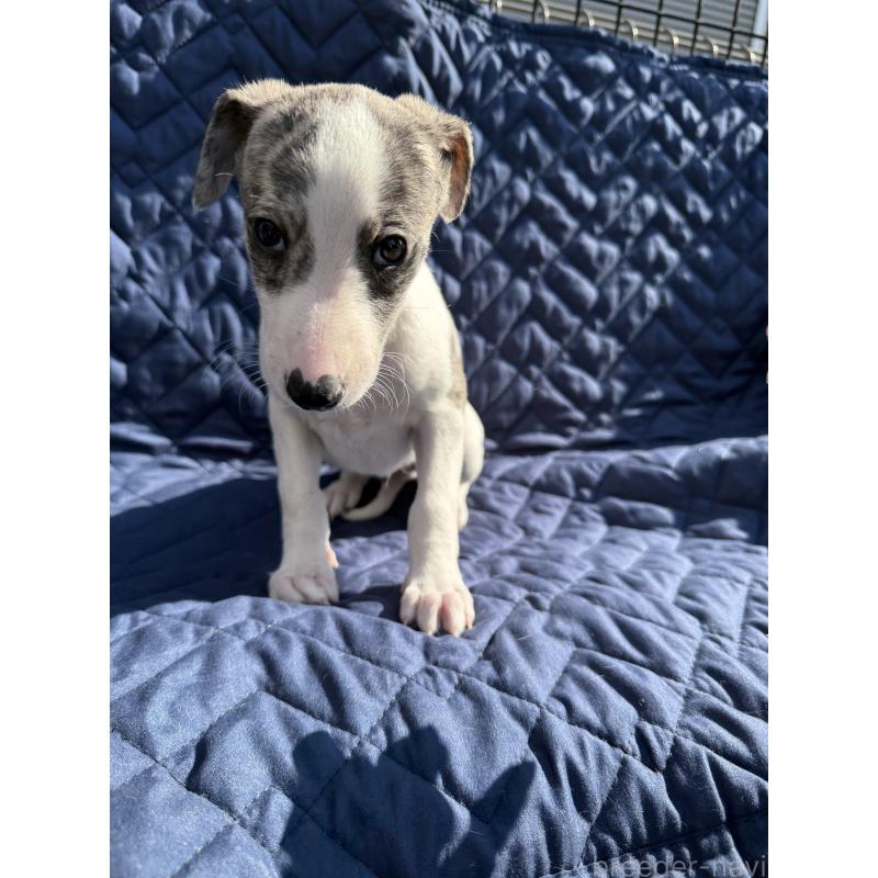 販売中の兵庫県のウィペット-447896の3枚目