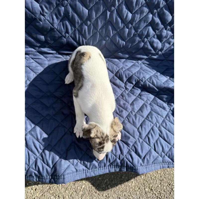 販売中の兵庫県のウィペット-447896の2枚目