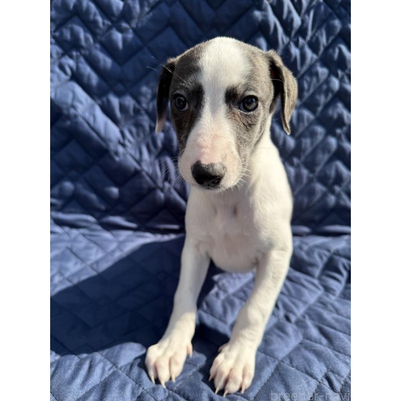 販売中の兵庫県のウィペット-447897の5枚目