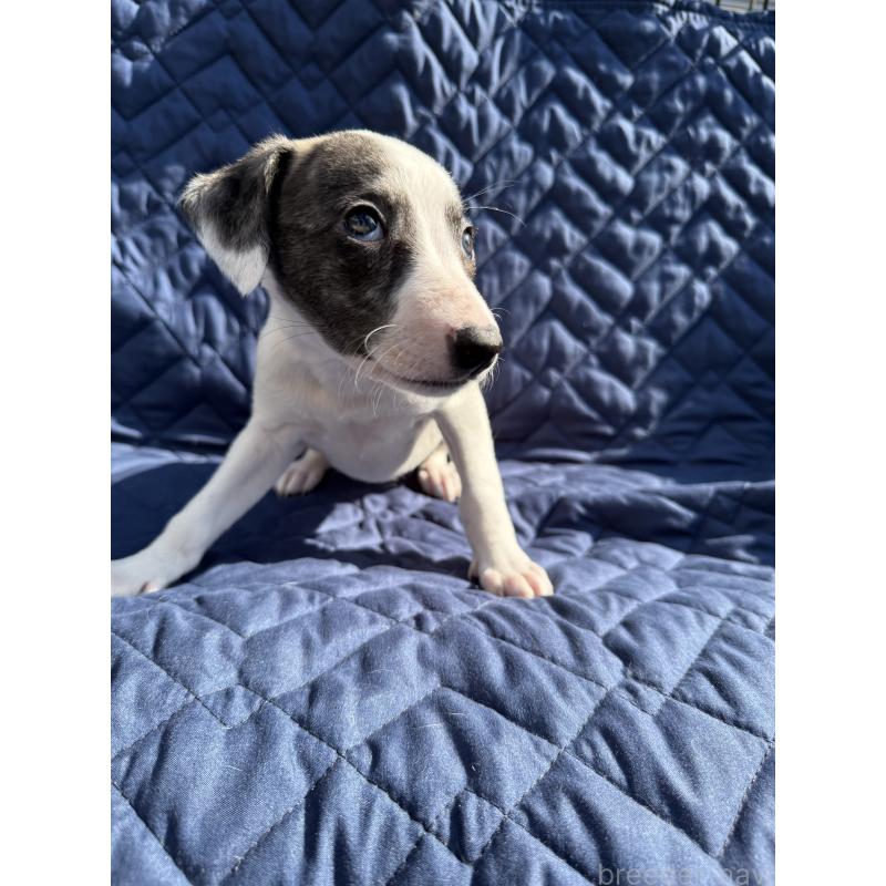 販売中の兵庫県のウィペット-447897の4枚目