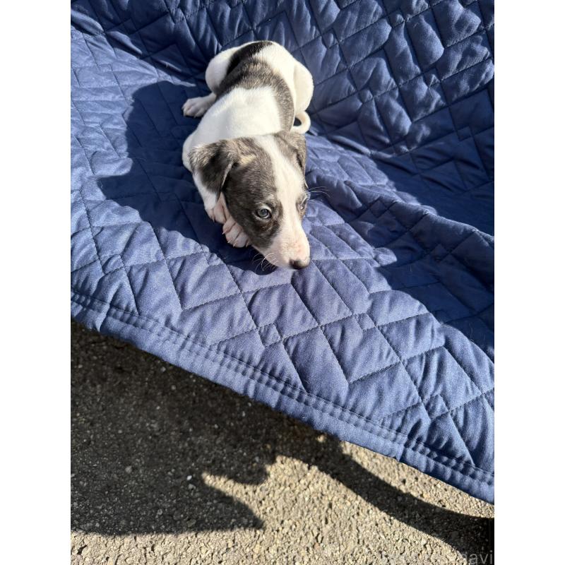 販売中の兵庫県のウィペット-447897の3枚目